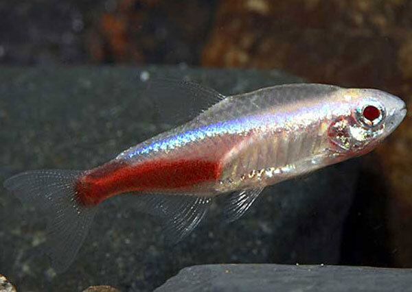 Источник фото: bluegrassaquatics.com