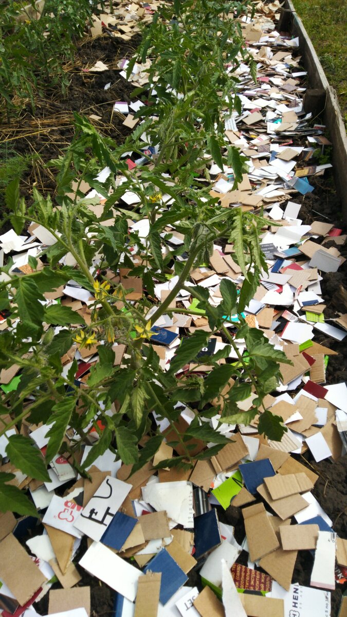 Бумажное конфетти на грядках