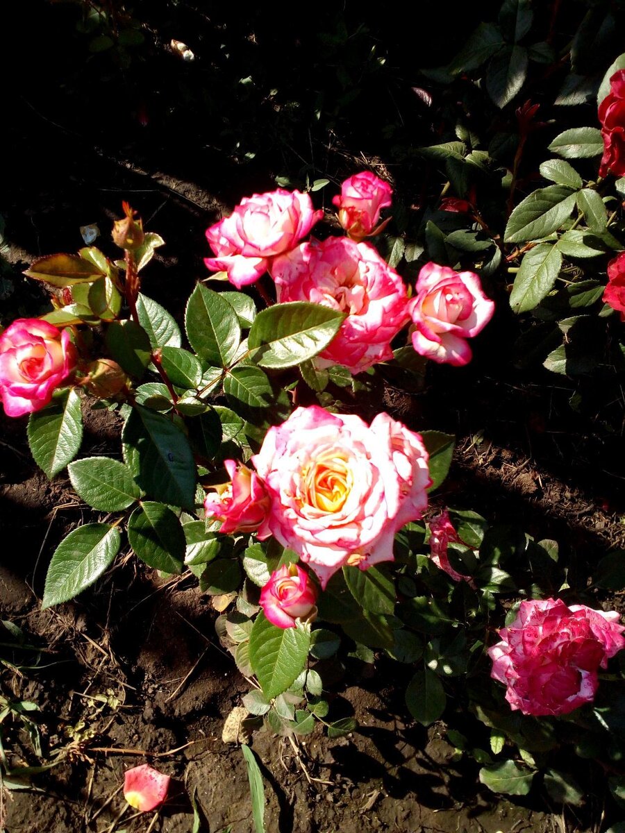 Можно ли розы поливать холодной водой из скважины