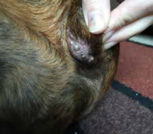 Лечение воспаления заднего прохода у собаки
