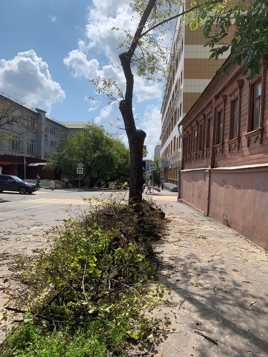 Вырубка деревьев в Москве