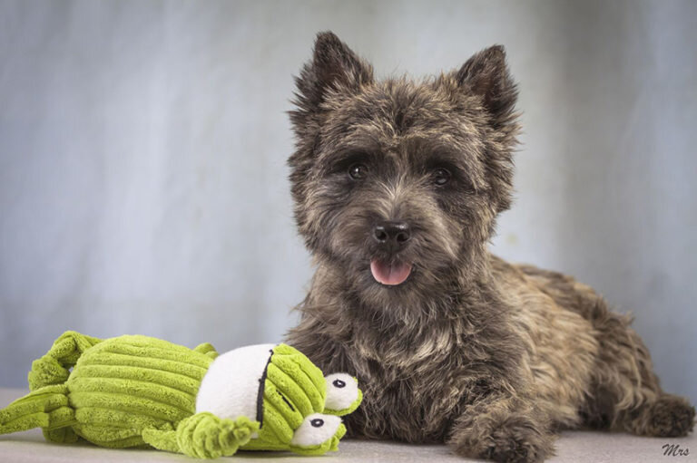 Керн-терьер