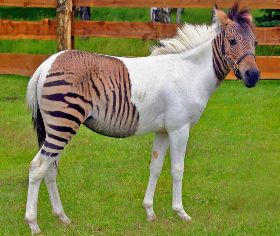 Таким необычным образом мжоет проявляться результат скрещивания или рецессивные гены переданные от родителей