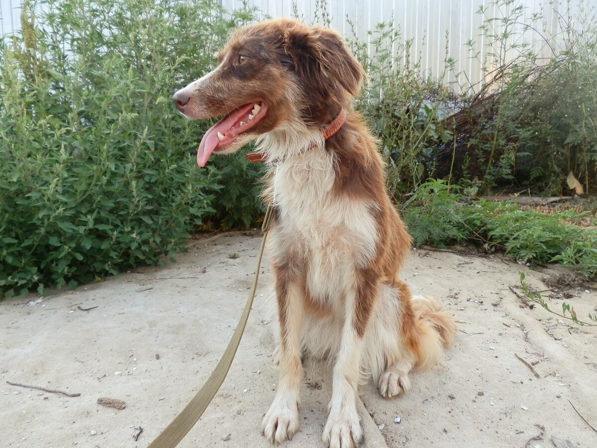 Фото: приют "DogHope"