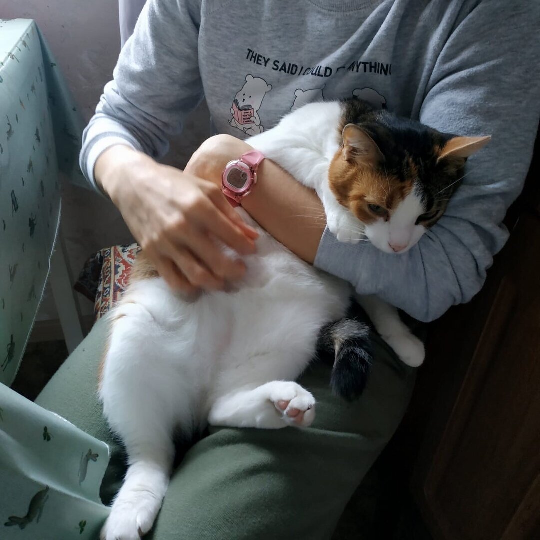 Кошка Чуча уехала из приюта домой 8 июля 2019  года (фото из дома)