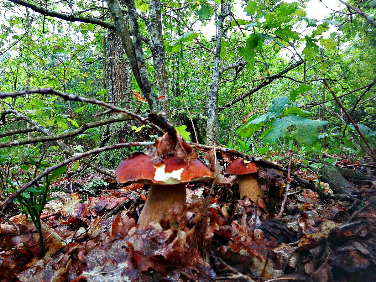 Лесные братья-красавцы