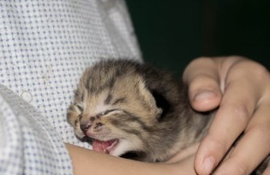 Котенок облизывает нас