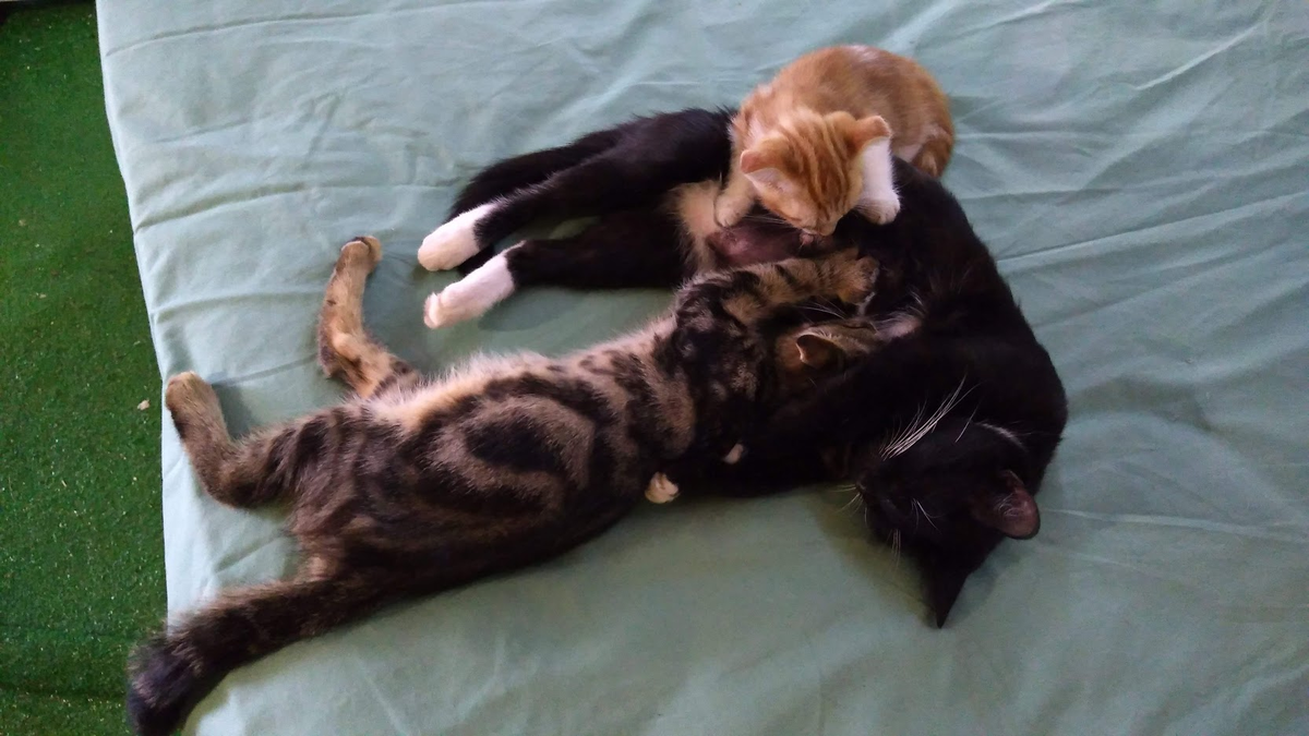 Чаще всего в роли платформы для кормления выступает наша спальня