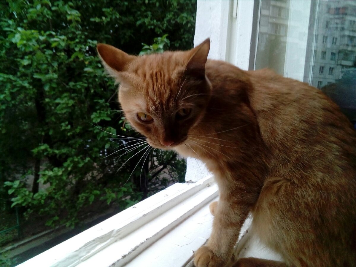 Грустный котява...