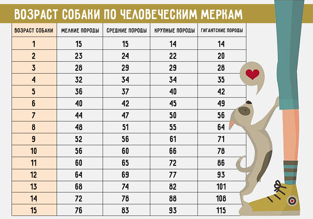 Если у вас есть собака, вы, скорее всего, слышали про теорию выдвинутую ещё в ХХв: 1 год жизни собаки по человеческим меркам составляет 7 лет. Оказывается, математика не так проста.