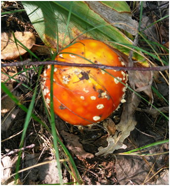 Красный мухомор.