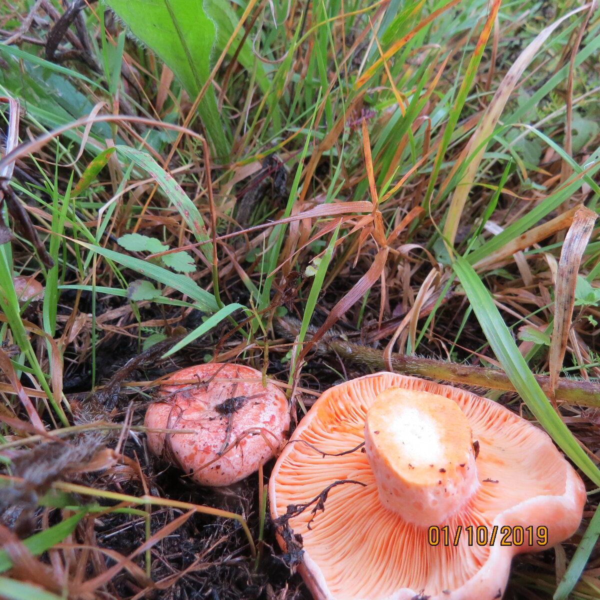 Дальневосточный рыжий гриб