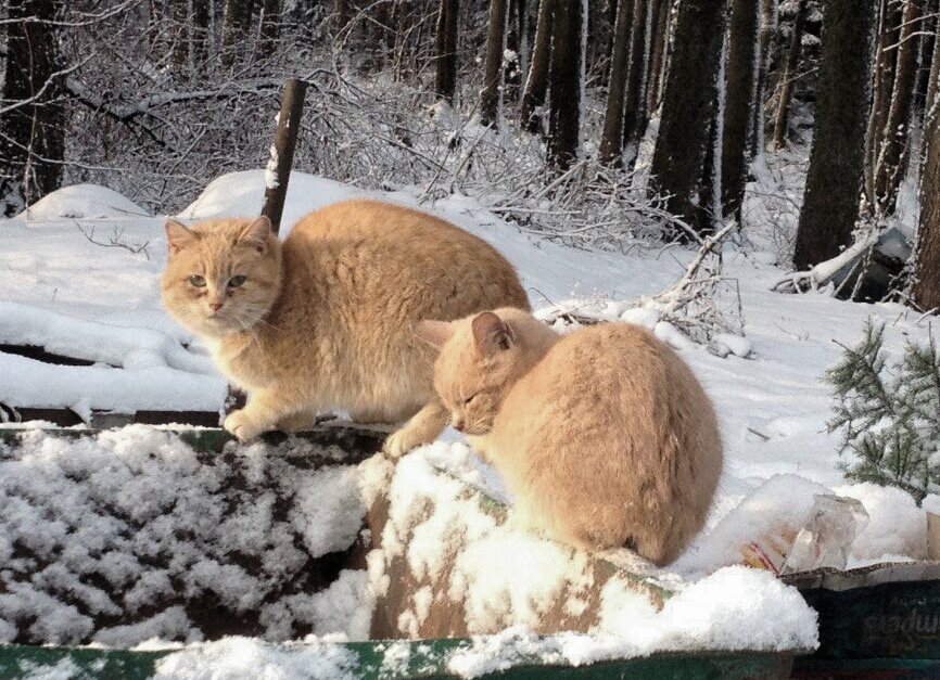 Замёрзшая Алиса