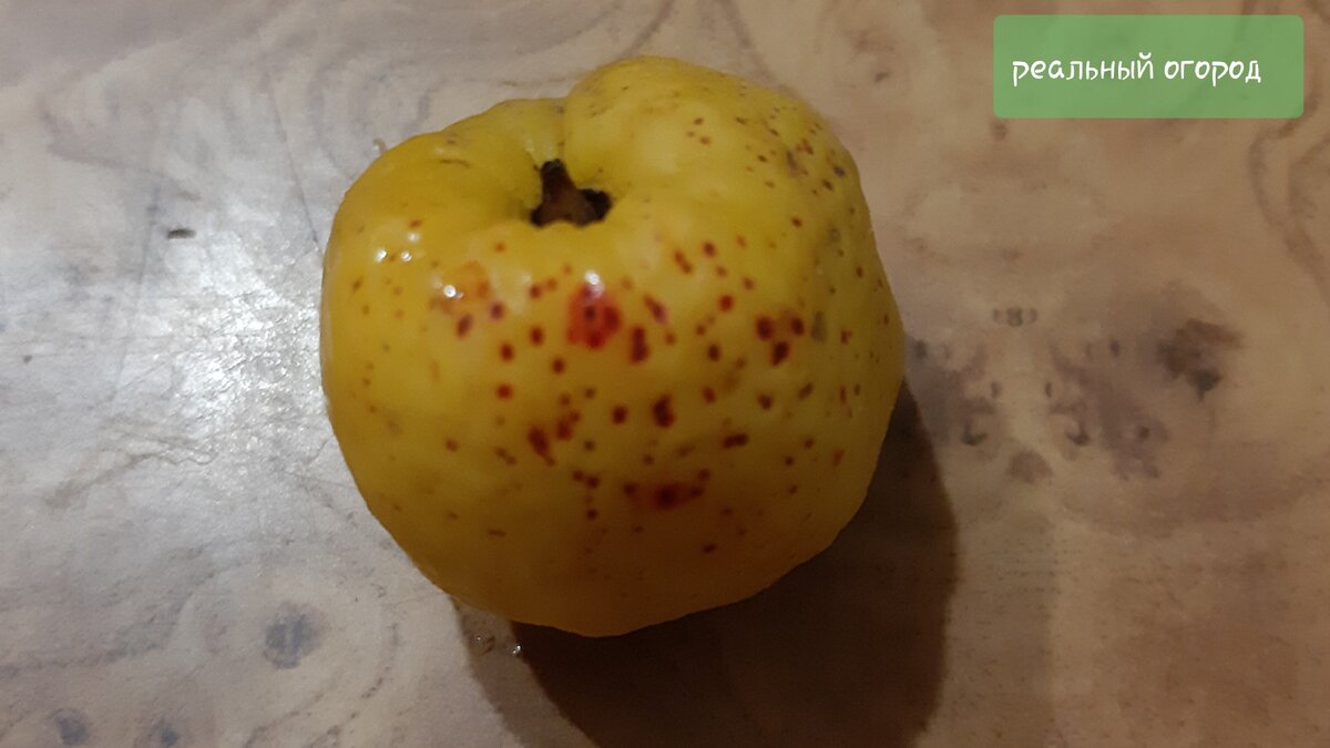 Цидония, айва японская или лимон латвийский. Фото автора.