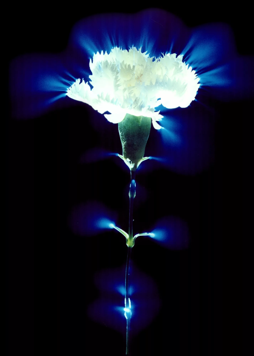 Кирлиановский снимок  (Изображение взято из сервиса Яндекс картинки)  