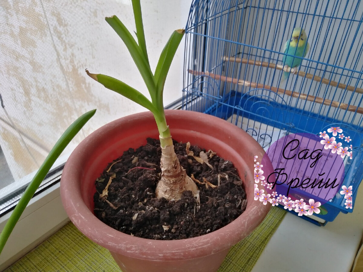 Амаркринум Говарда в моём доме. Декабрь