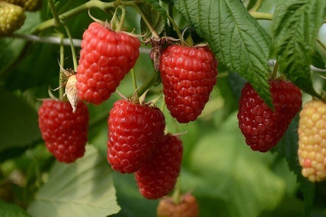 Сорт Энросадира