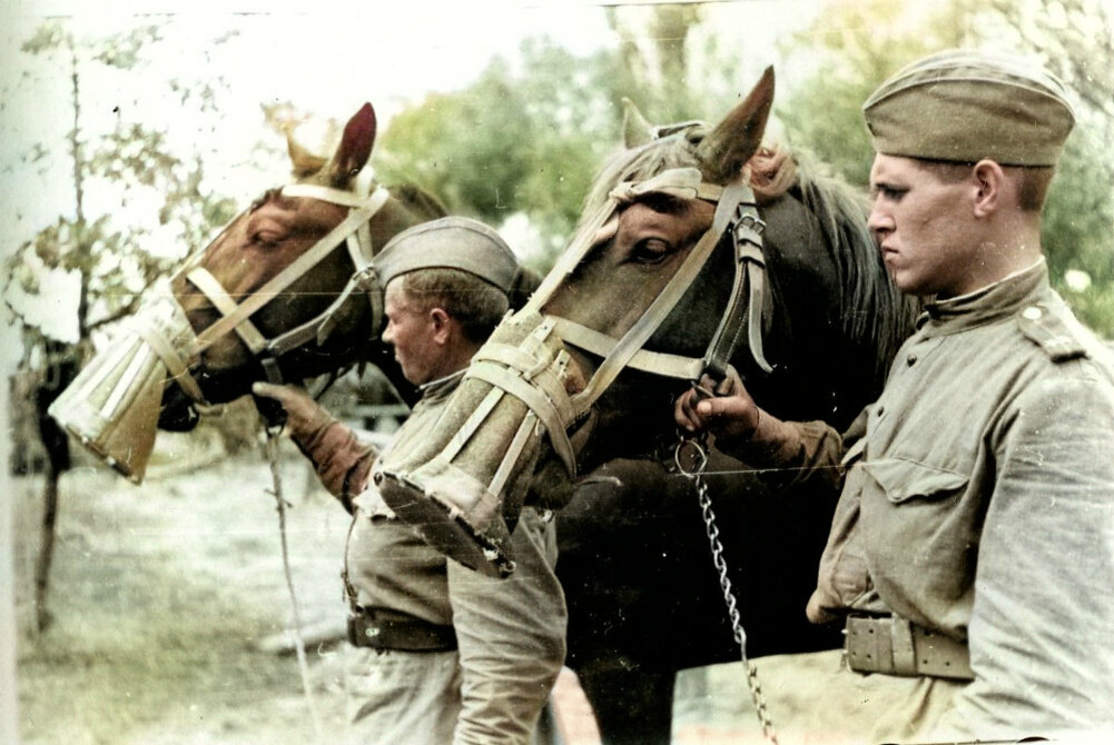 Советские военнослужащих со своими лошадьми. 1944—1945 гг. Автор: Юрий Губанов. Фотография использована в качестве  иллюстрации.