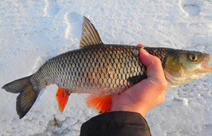 Как ловить голавля зимой на реке: советы и подготовка к рыбалке