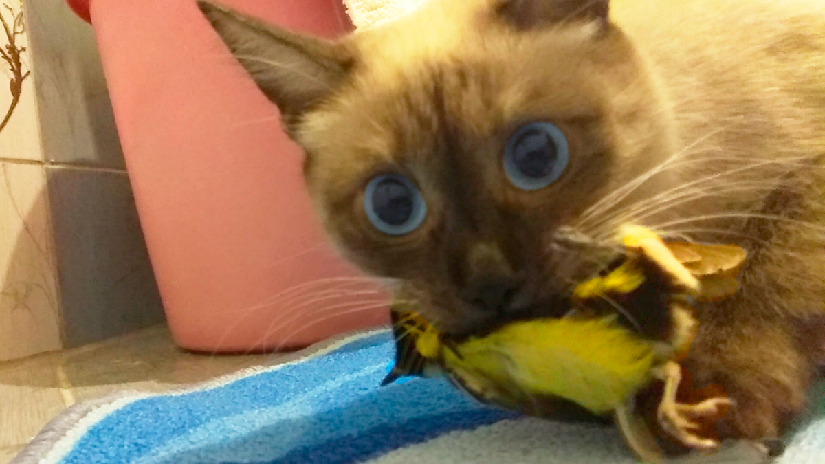 Кот поймал птицу