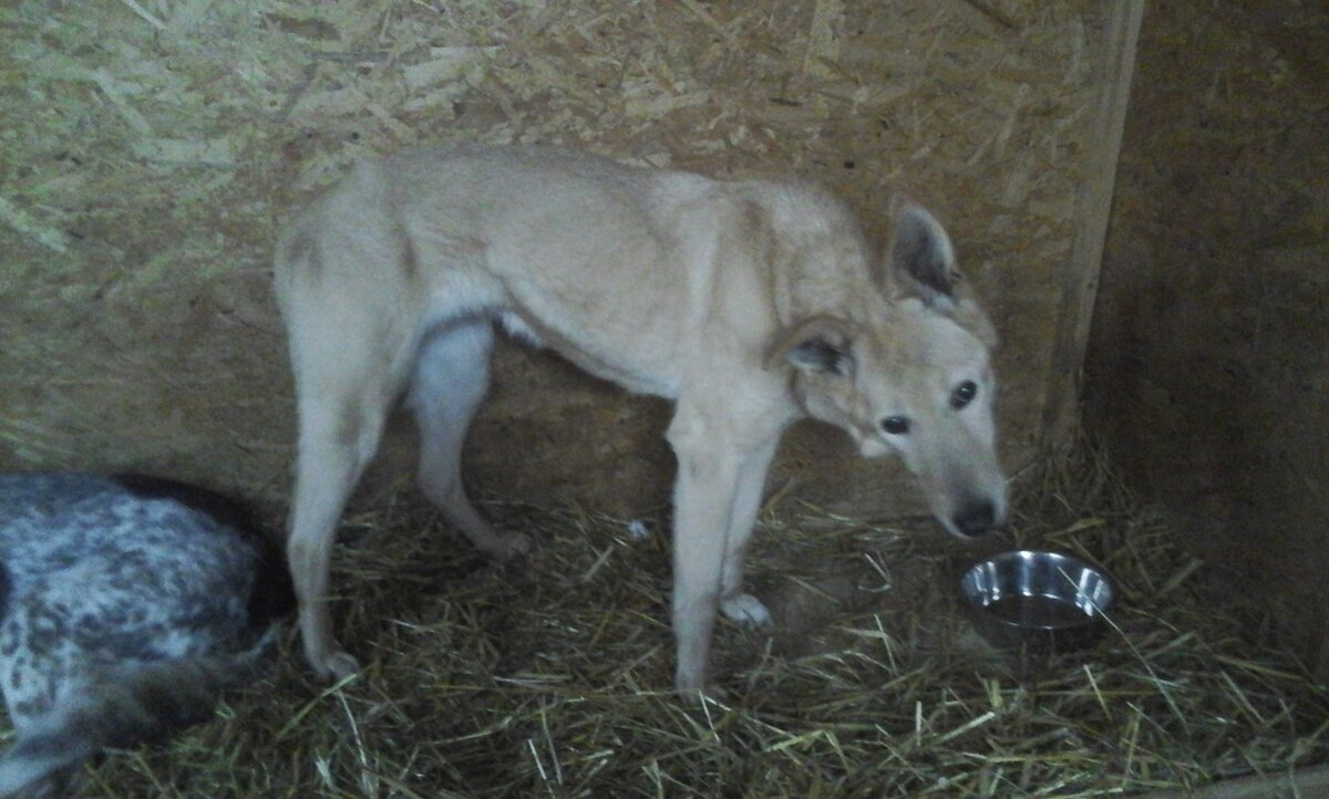 Айрис в вольере