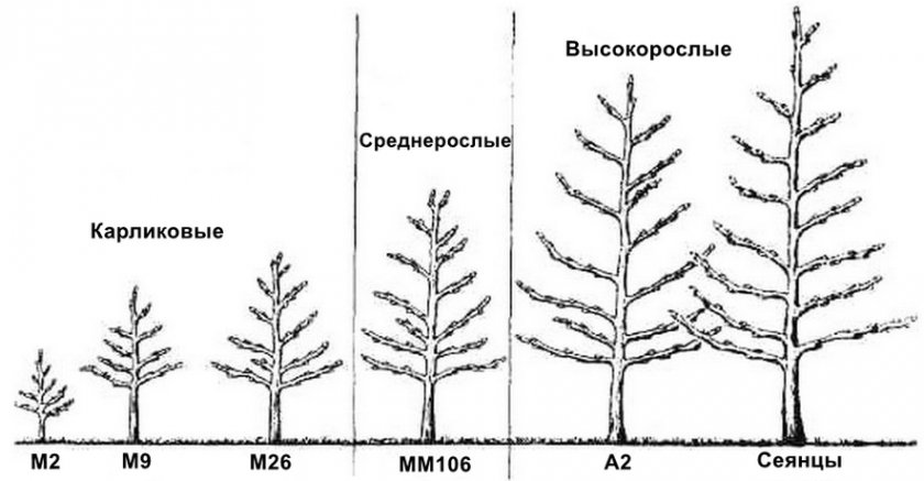 Какая высота деревьев. Сильнорослый подвой яблони что это. Схема посадки яблонь на подвое. Схема посадки яблонь на подвое мм 106. Схема посадки подвоев плодовых деревьев.