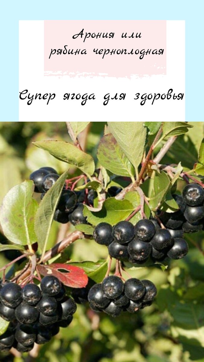 Арония (рябина черноплодная) 