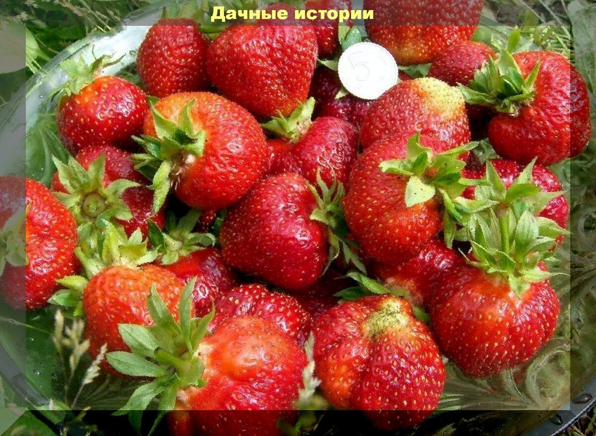 Земляника садовая Лорд Р9 купить в садовом центре Сейма-Гарден - Садовый центр С