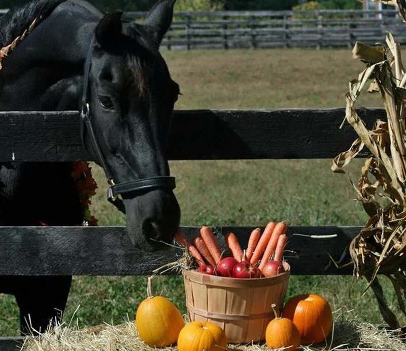 Угощения для лошадей. Кормление лошадей. Лошадь ест яблоко. Еда для коней.