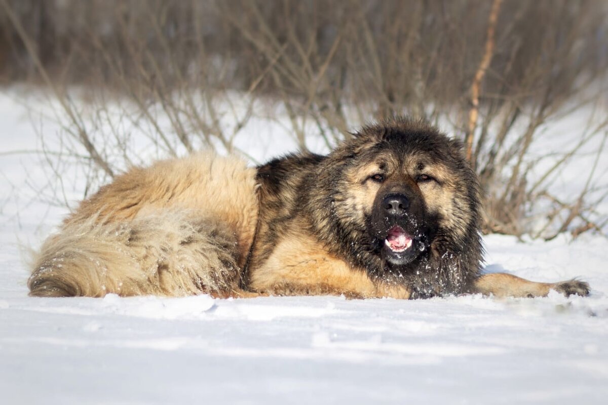 Советы тем, кто хочет завести кавказскую овчарку. | Dudusik Dog | Дзен