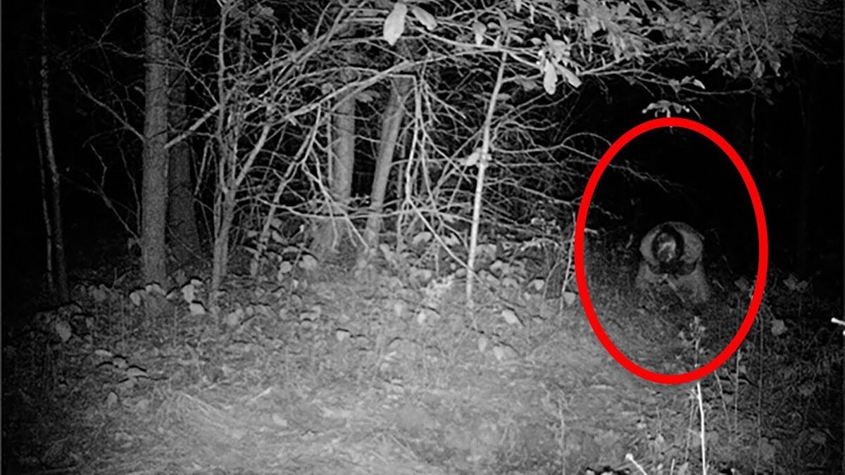 Камера ночного виденье сняло не что!  Тяжело разобрать что это, даже ног не видно...Ч