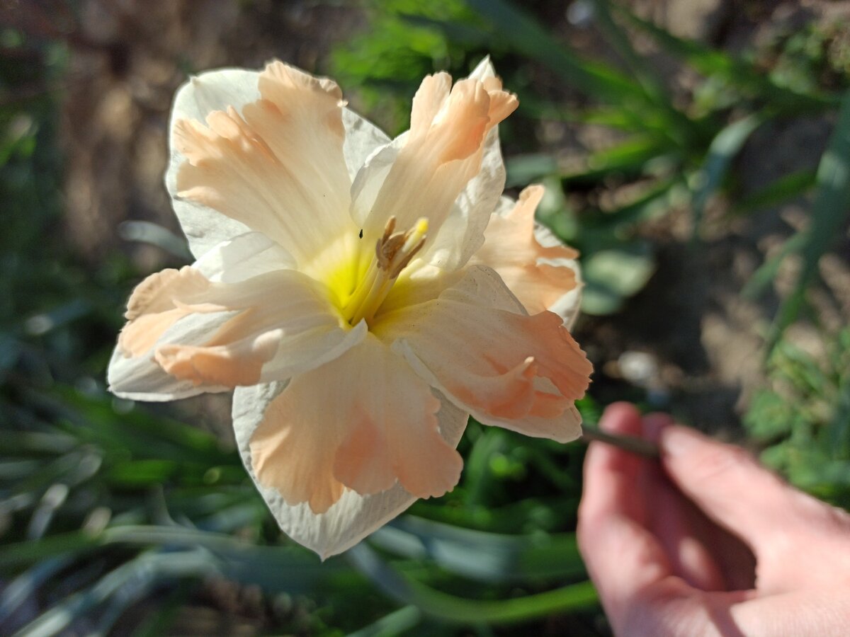 Нарцисс в моем саду