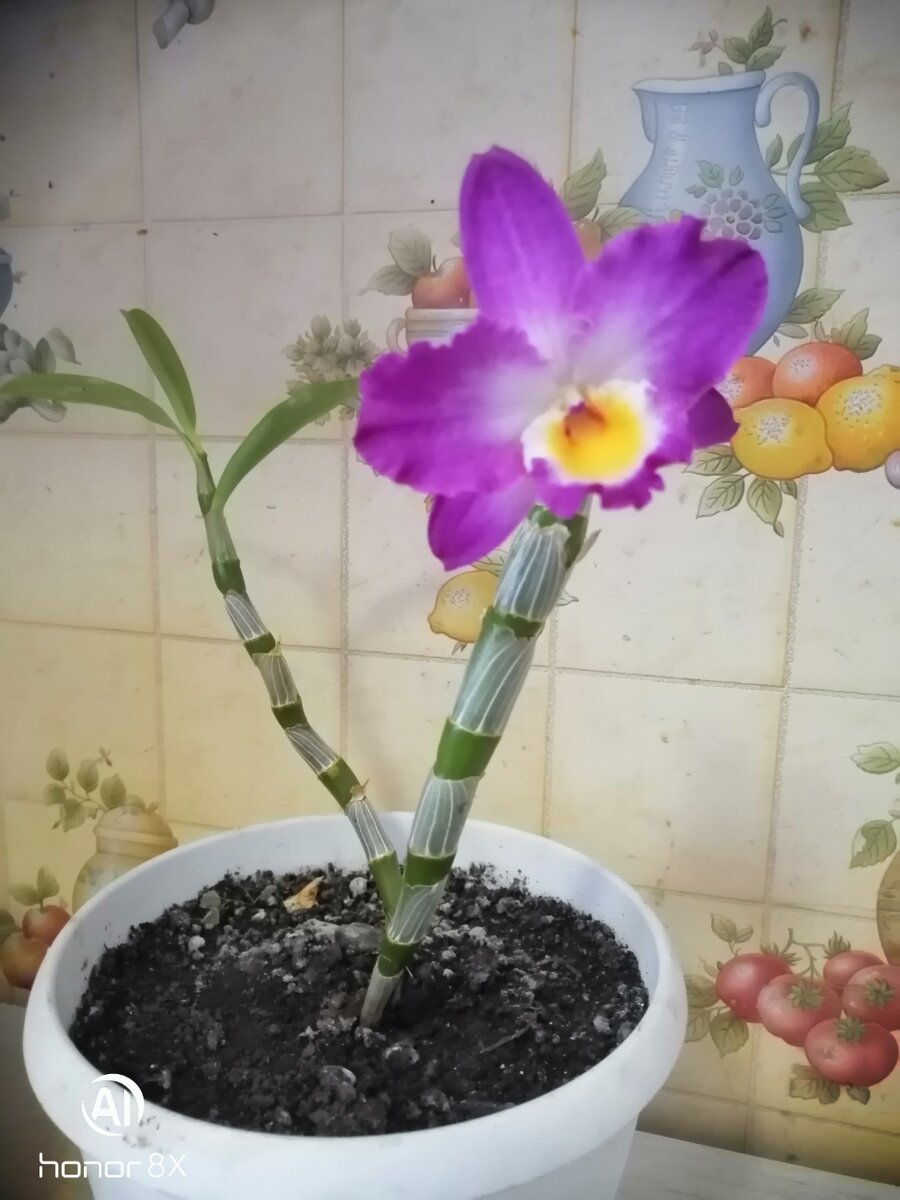 Как это называется?