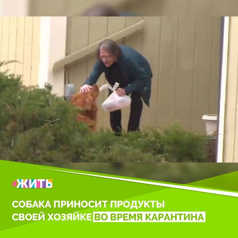 С начала карантина прошло уже не так мало времени. Одна женщина страдает от хронических респираторных заболеваний, а коронавирус особенно опасен для таких людей. Но она не переживает, ведь очаровательный золотистый ретривер приносит своей пожилой хозяйке продукты☝️

Она отправляет его в магазин с запиской, а приходит он уже с необходимыми продуктами🙌

Молодец, вот действительно хороший мальчик!💓

#жить #проектжить #добро #животные