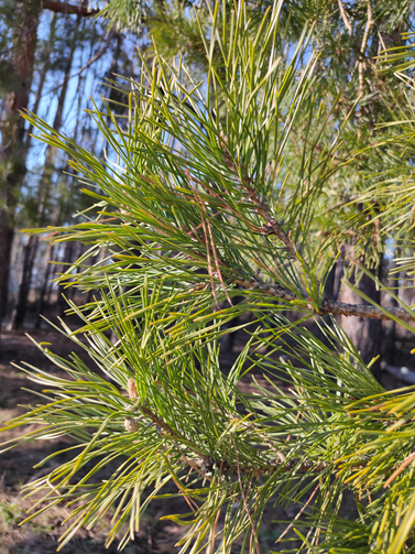 Ведь лучше любоваться такой природой...