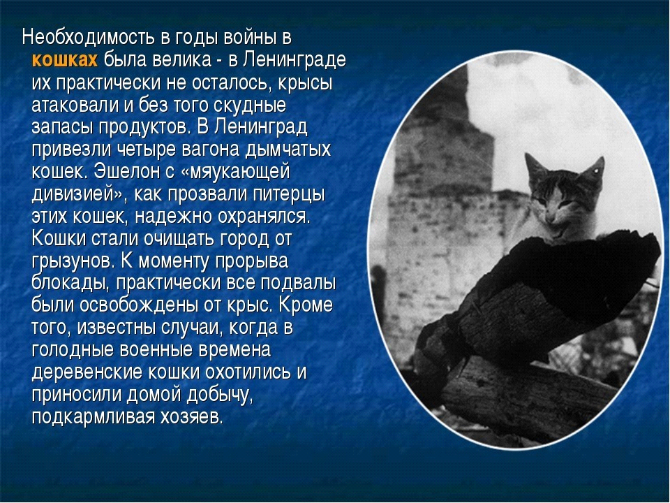 Кошки во время вов картинки