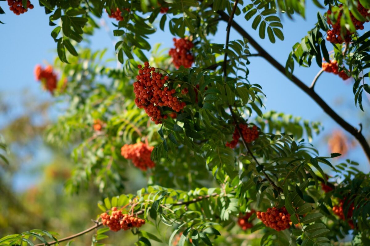 Люди как ягодки: кучкуются, выбирают...