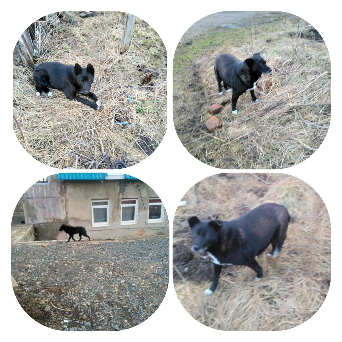 Есть желание помочь семейству