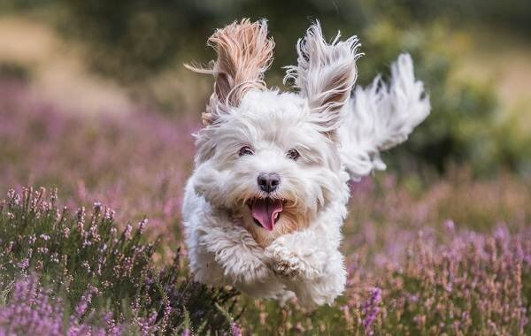 Жила одна пожилая женщина, у которой не было семьи. Ее единственным другом была маленькая белая собачка, которая ходила с ней везде, кроме одного места. Зимой пес любил камин, и после того, как старуха ложилась спать, он иногда ложился и лежал перед теплыми углями. Хотя обычно собака спала у самого края кровати на коврике.Женщина не позволяла собаке лежать с ней на кровати, но когда она пугалась во сне или ей снился кошмар, она клала руку на маленькую белую собачку, и она успокаивающе лизала ее руку.

Однажды ночью перед сном женщина читала газету. Она вздрогнула и натянула одеяло на себя, читая, что психически больной сбежал из соседней больницы. Никто не знал, опасен ли пациент; он был подозреваемым в убийстве нескольких женщин, которые жили одни.

Женщина выключила свет и попыталась уснуть, испугавшись, она встала и пошла к собаке. Наконец она дошла до места, где спал маленький белый пес. Конечно же, теплый, влажный язык начал облизывать ее руку. Женщина почувствовала себя спокойной и уверенной, и, повернувшись, удобно опустилась на кровать. Она на мгновение открыла глаза и посмотрела через открытую дверь в гостиную.

Там, перед камином, сидела ее маленькая белая собачка, глядя на угли и виляя хвостом.А рядом с ее кроватью что-то все еще лизало ее руку.