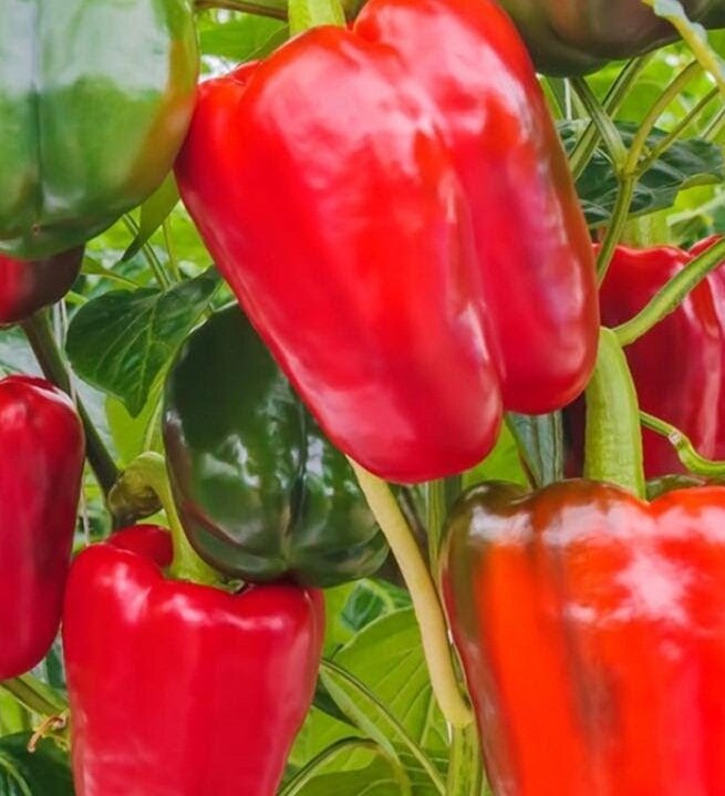 Яндекс. Картинки