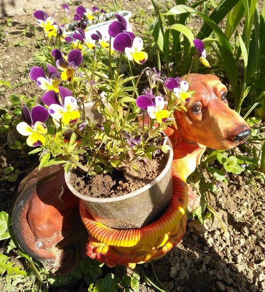 Декоративная собачка с анютиными глазками «Прыгающий Джонни»