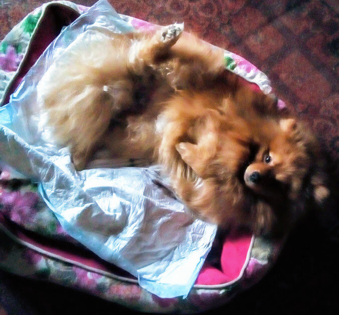 Поверьте на слово. Пройти по семенному канатику до места локализации недоразвитого яйца и обнаружить его - то ещё удовольствие😜