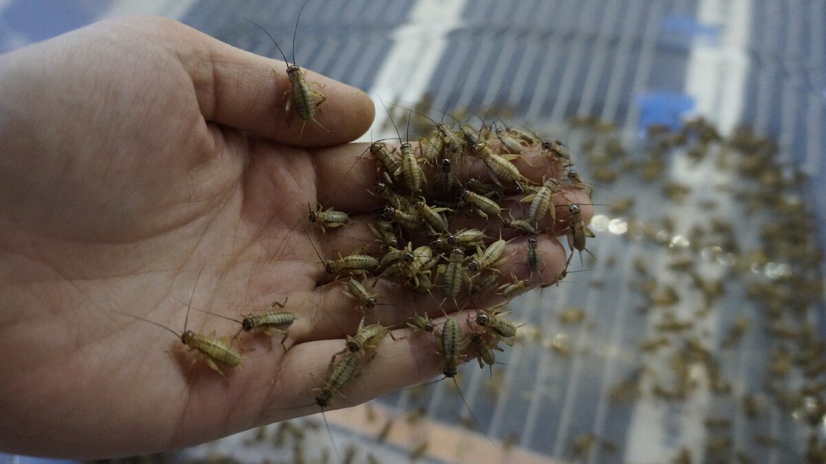 Вкусные сверчки с моей домашней фермы готовятся стать закуской )