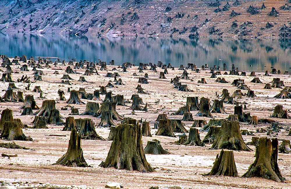 Физики утверждают, что человеческая цивилизация имеет 90-процентный шанс «необратимого коллапса» в течение десятилетий в результате вырубки лесов.