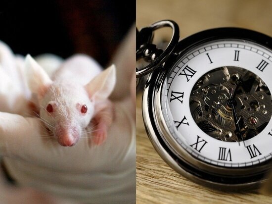 Фото - pixabay.com