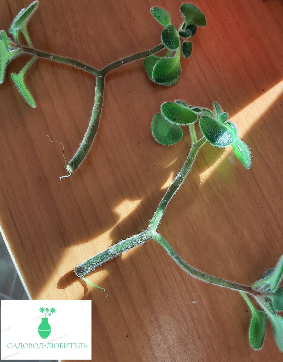 Отростки аихризона.