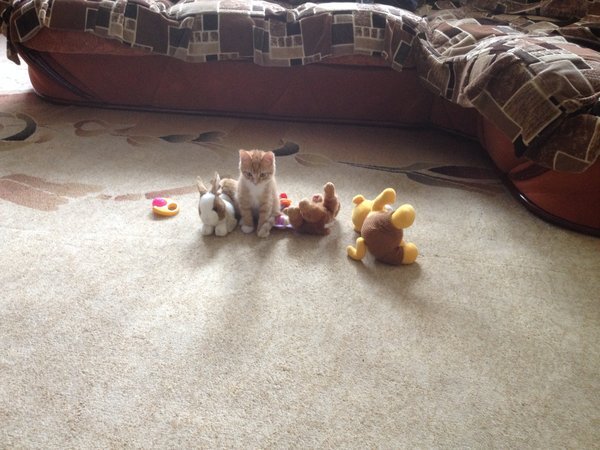  котенок был совсем маленький - "игрушечный" :)