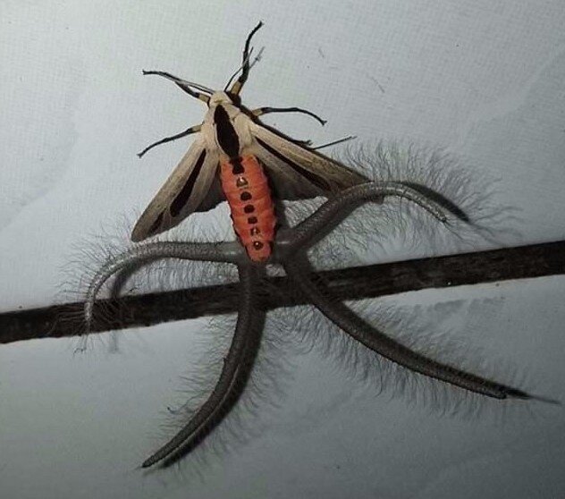 Арктиновая моль