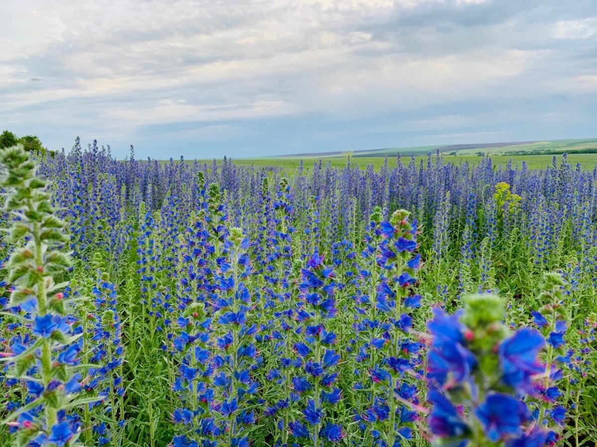 Мне грустно расставаться с вами, луга цветущие, поля...                        Но буду в памяти бесценной тебя хранить, моя земля... 