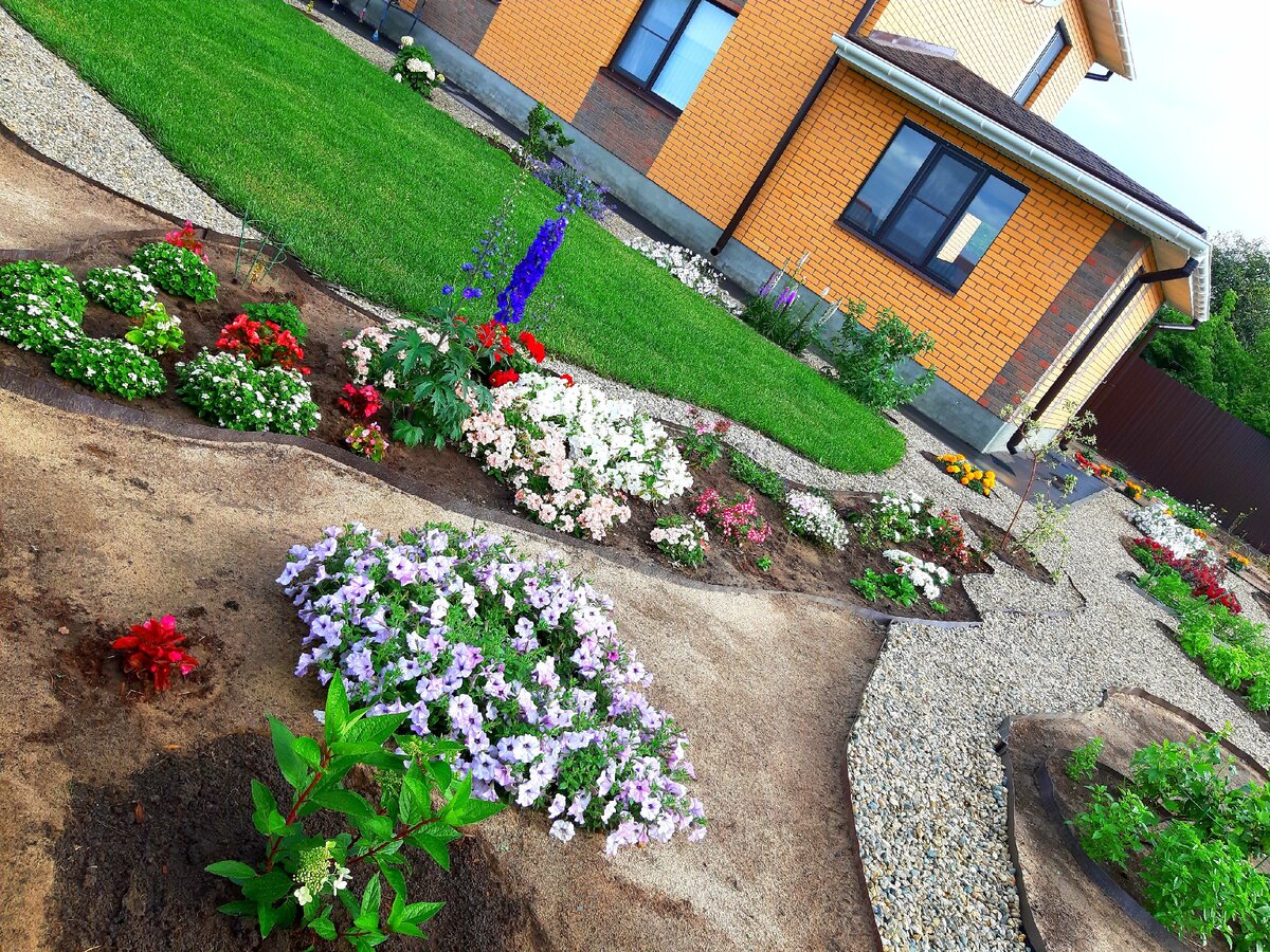 Моя гортензия Мэджикал Везувио при посадке